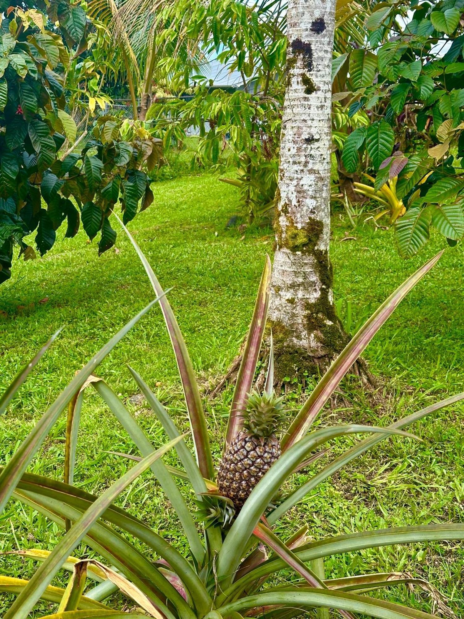 Big Island Getaway Διαμέρισμα Pahoa Εξωτερικό φωτογραφία
